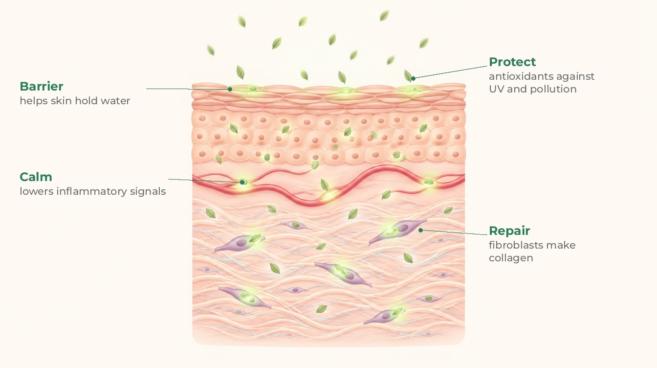 Where centella asiatica's four actives work in the skin